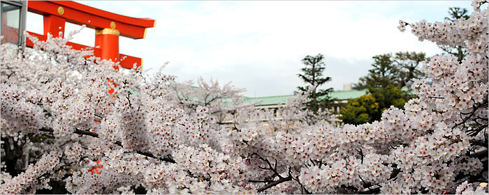 2015 岡崎公園桜
